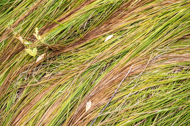 Yellowed Grass