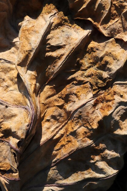 Yellowed leaves in autumn Abstract nature background texture