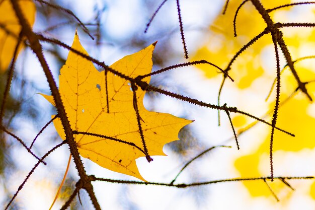 가 공원에서 yellowed 나뭇잎입니다. 가을 시즌에 아름다운 단풍. 가 개념입니다. 복사 공간