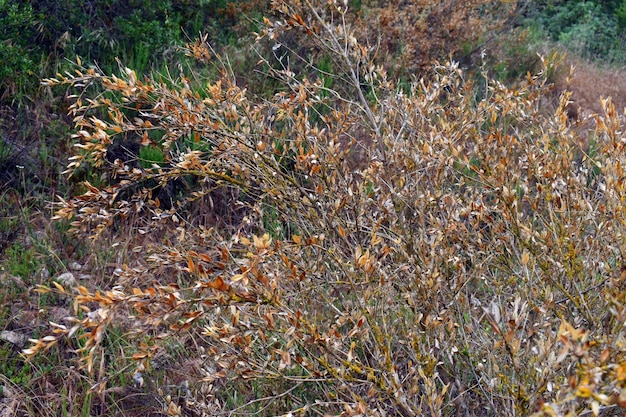 Yellowed leaves of the boxwood Buxus sempervirens due to drought