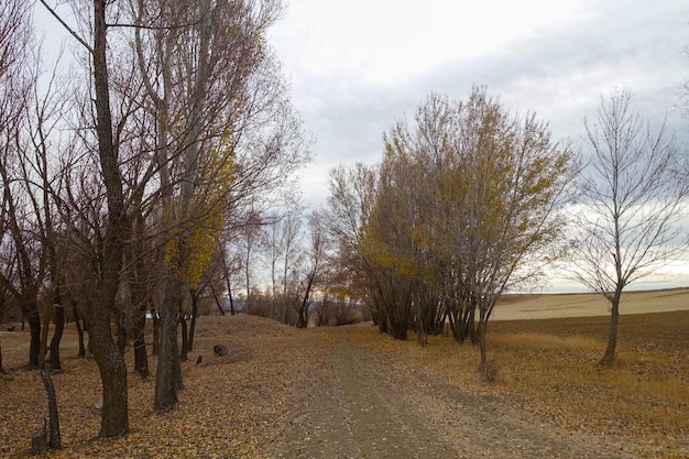 Yellowed leaves of poplar trees leaves of poplar trees in autumn yellowed leaves of poplar