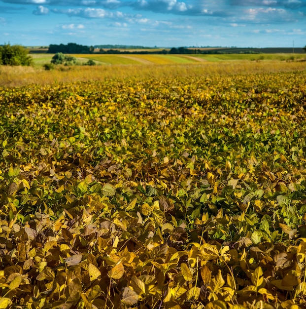 Yellowed leaves of soybean and landscapes on the horizon