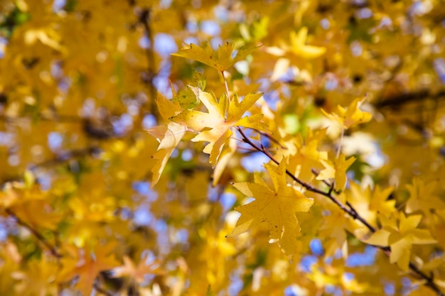 Yellowed leaves on tree branches in autumn