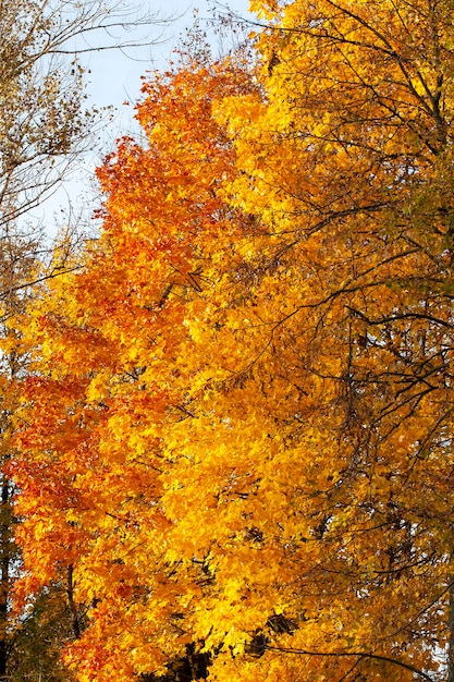 Yellowed maple foliage on trees in the autumn season