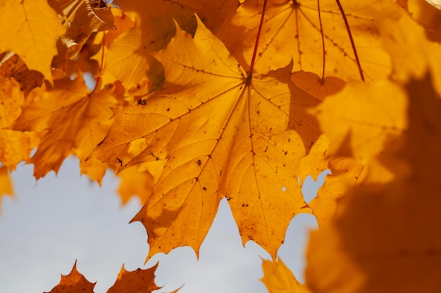 Fogliame d'acero ingiallito sugli alberi nella stagione autunnale