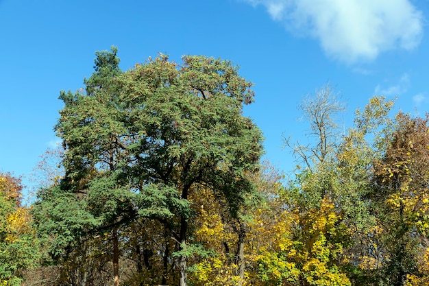 Yellowed maple foliage on trees in the autumn season