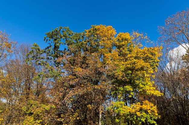 Yellowed maple foliage on trees in the autumn season