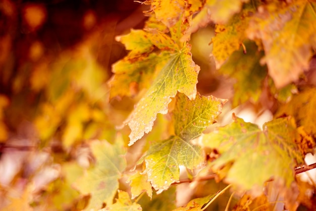 Yellowed maple leaves on a tree on an autumn sunny day Natural background for text selective focus