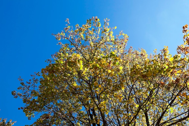 Yellowed maple leaves