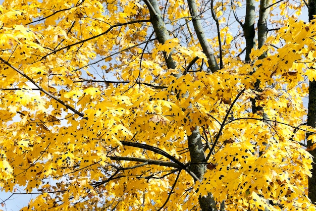 Yellowed maple leaves