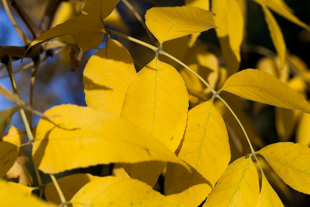 Yellowed maple leaves