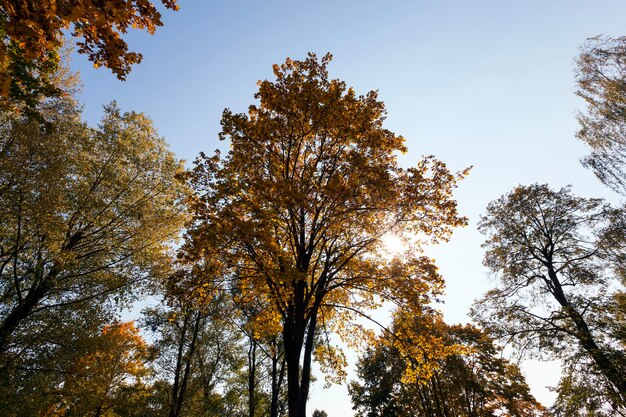 Yellowed maple trunks in the fall season.