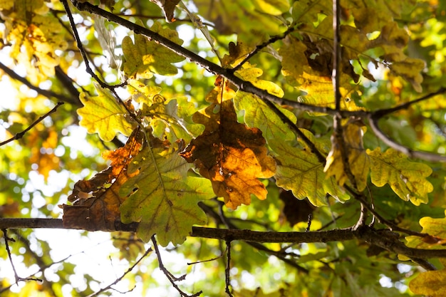 Foglie di quercia ingiallite tra il fogliame verde dell'albero