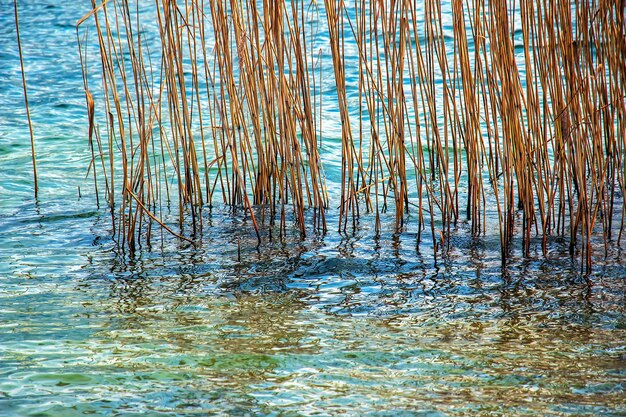 Yellowed reed plants on the banks of a Lake Traunsee Sunny day Winter