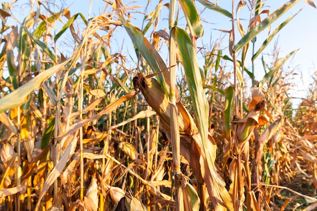 Сельскохозяйственное поле пожелтевшей спелой кукурузы