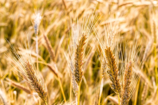 Yellowed spikelets of wheat in the summer cloudy warm weather