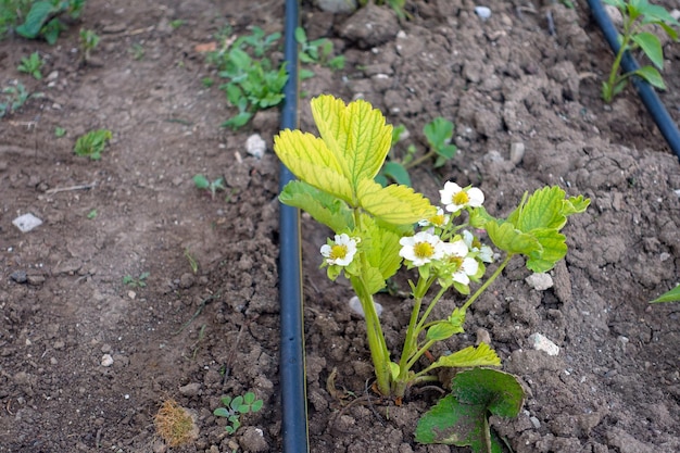 Yellowed strawberry plants blossoming strawberry plants because of iron deficiency