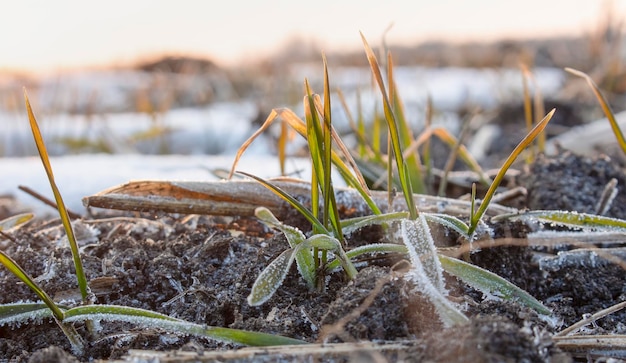 Yellowed wheat leaves are destroyed by severe frost in spring