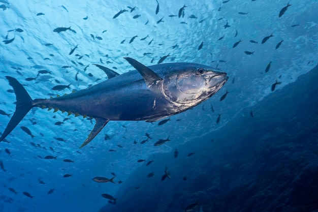 Yellowfin tuna Thunnus albacarens