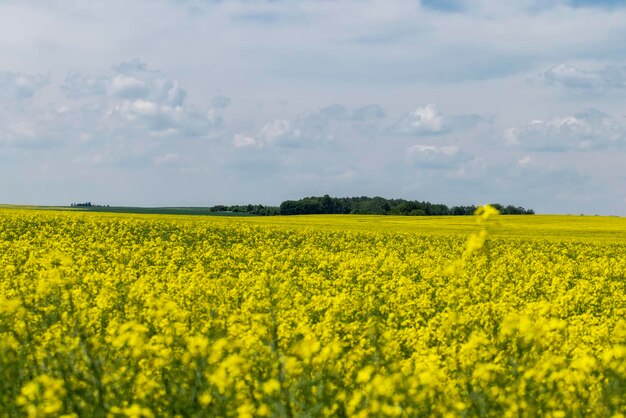 Yellowflowering rapeseed in the summer