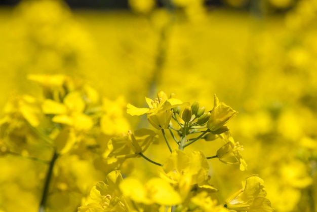 Yellowflowering rapeseed in the summer