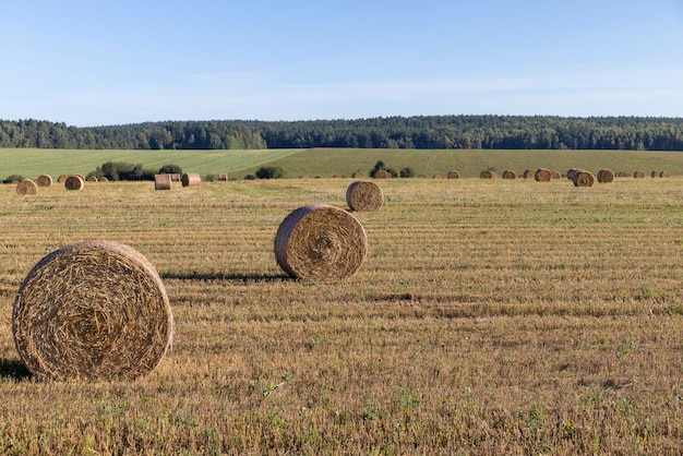 Yellowgolden straw on the field after harvesting in stacks dry straw after harvesting wheat grain