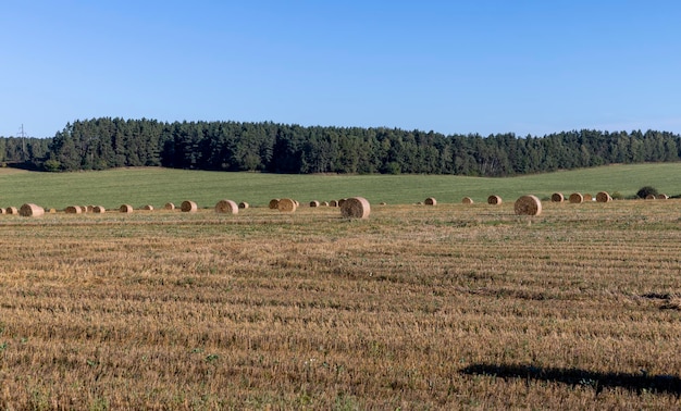 Yellowgolden straw on the field after harvesting in stacks