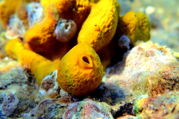 Yellowgolden tube mediterranean sponge  aplysina aerophoba