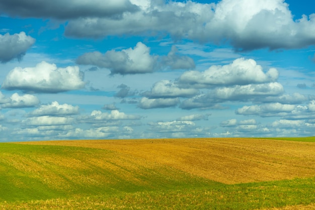 Yellowgreen field and blue sky with expressive clouds