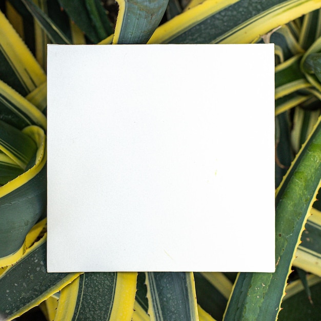 Yellowgreen striped aloe with a blank card Huge striped agave American or American aloe