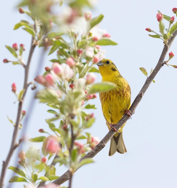 Yellowhammer Emberiza citrinella A bird sits on the branch of a blossoming apple tree