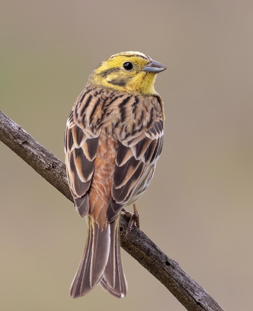 Yellowhammer Emberiza citrinella A bird sits on a branch