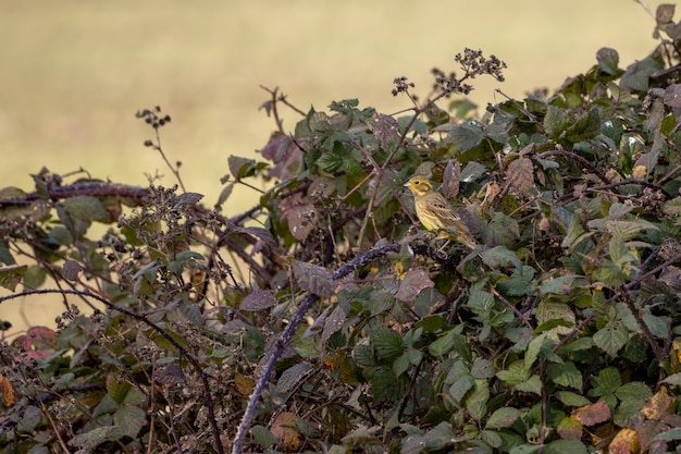 Yellowhammer (Emberiza citrinella) в зарослях ежевики, наслаждаясь утренним солнцем