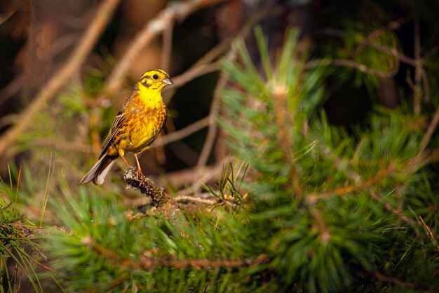 The yellowhammer Emberiza citrinella is a passerine bird