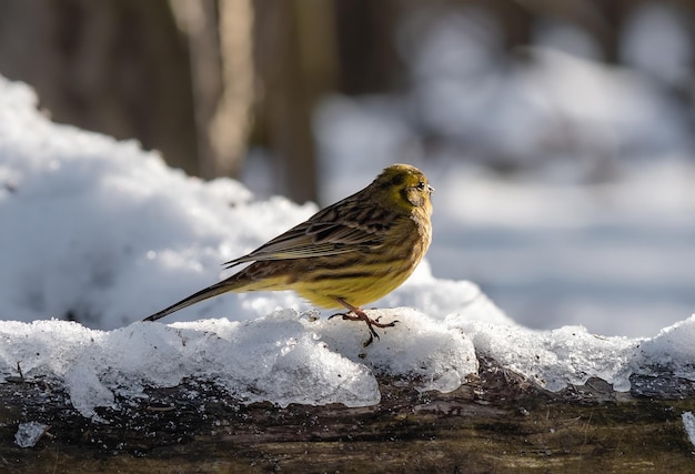 Yellowhammer Emberiza citrinella sits on a log covered in snow