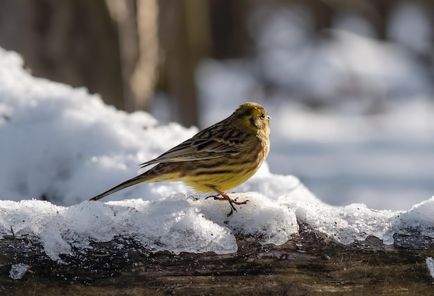 Yellowhammer Emberiza citrinella는 눈으로 덮인 통나무에 앉아 있습니다.