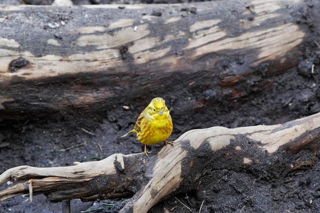 Photo yellowhammer emberiza citrinellabird sitting