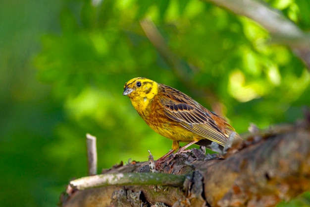 The yellowhammer is a passerine bird in the bunting family that is native to Eurasia ..