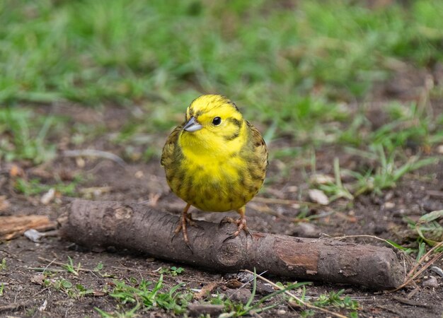 Yellowhammer perching on wood