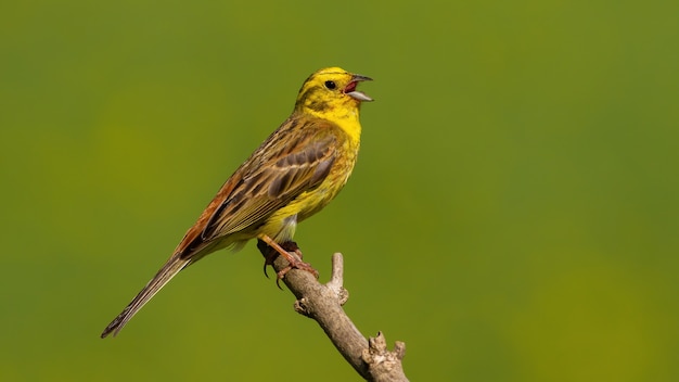 Photo yellowhammer singing on branch in sunny summer nature