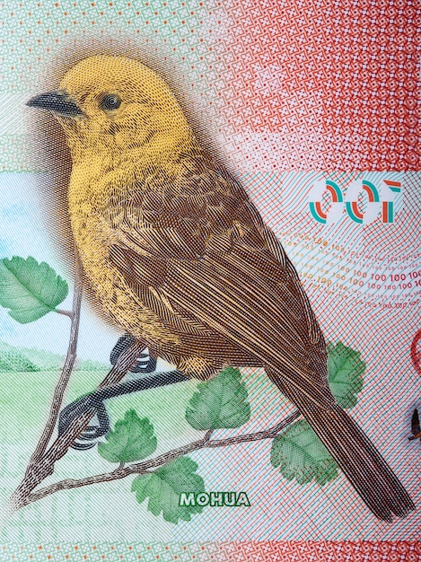 Yellowhead - Mohua a portrait from New Zealand dollar