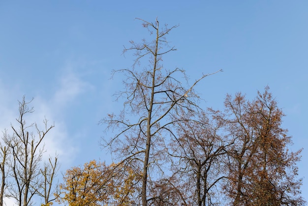 Yellowing and falling foliage of deciduous trees in autumn