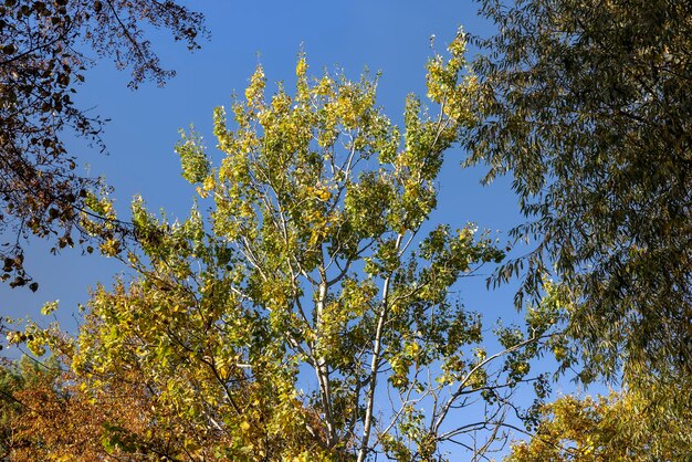 Yellowing and falling foliage of deciduous trees in autumn