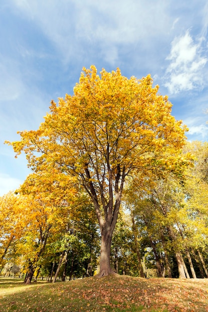 Yellowing leaves on maple trees in the fall season