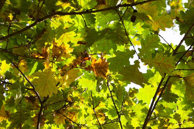 Yellowing leaves on an oak