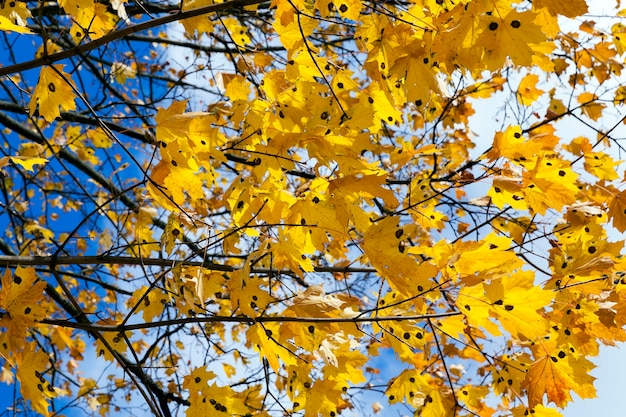 Yellowing leaves on the trees growing in the city park, autumn season, a small DOF,