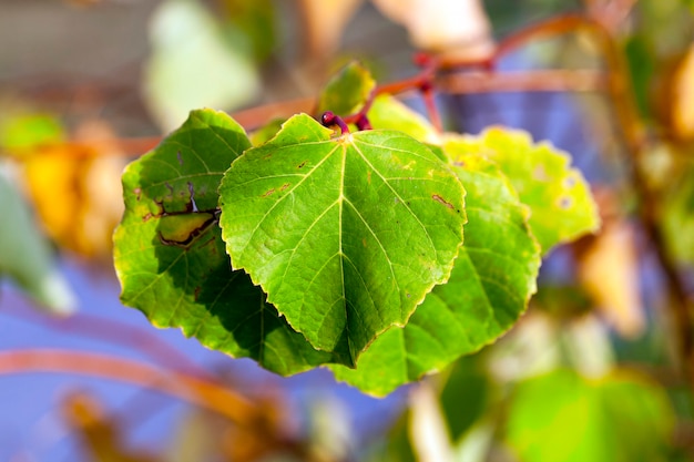 Yellowing leaves on the trees linden growing in the city park, autumn season, a small DOF,