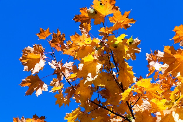 Yellowing leaves on the trees - yellowing leaves on the trees growing in the city park, autumn season, a small DOF,