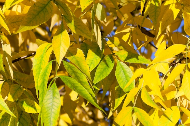 나무에 잎이 황변 도시 공원에서 자라는 나무에 잎이 황변, 가을 시즌