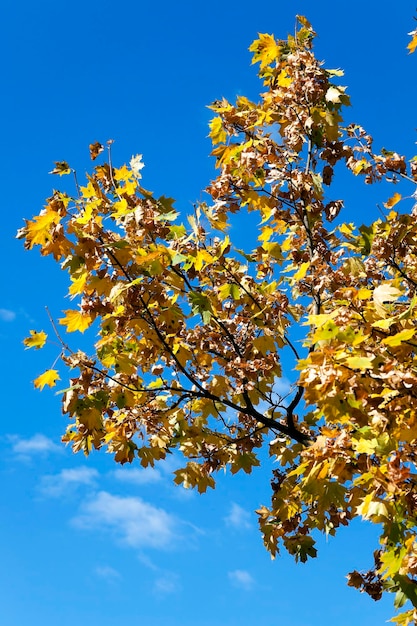 Yellowing leaves on the trees